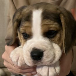 Boy 1 - Black tan and white Beagle puppy in Crawfordville, Indiana from Flatbroke Beagles