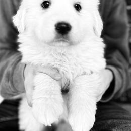 Pink Girl - White female Great Pyrenees puppy in Elfrida, Arizona from Outlaw Acres Farm & Kennels