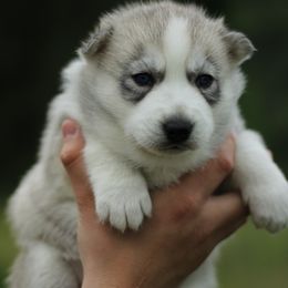 Bubbles - Gray and white Siberian Husky puppy in Harrison County, Ohio from Solstice Siberians