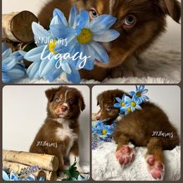 1 Legacy - Red tri-color male Australian Shepherd puppy in Huntington, Texas from JKKJ Farms, LLC