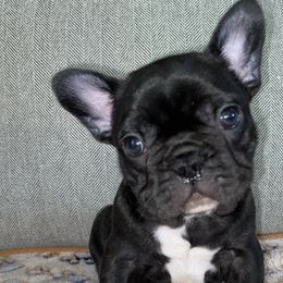 French Bulldogs from Boujee Bullies of East Tn