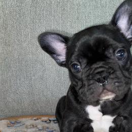 French Bulldogs from Boujee Bullies of East Tn