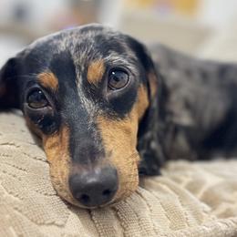 Dachshunds from Lengthydog.co
