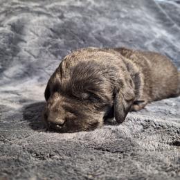 Mr Blue - Black male Labrador Retriever puppy in Bemidji, Minnesota from Northern Star Elite Quality Labrador Retrievers