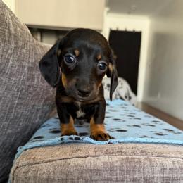 Regent - Black and tan male Dachshund puppy in Los Angeles, California from Dachshunds of the Desert