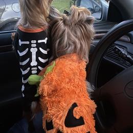 Chihuahua and Yorkshire Terrier All Grown Up from CoolMissLLC