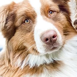 Monty - Australian Shepherd