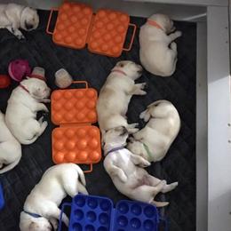 Labrador Retriever Puppies from Oolalabs