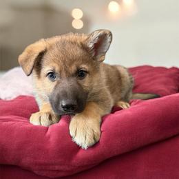 Sable Male 1 - Sable male German Shepherd puppy in Tafton, Pennsylvania from Pocono GSD