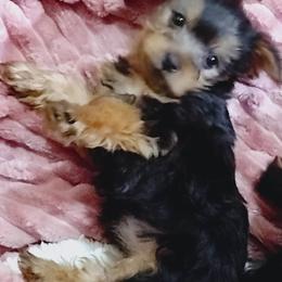 Yorkshire Terriers from Tanias Yorkies