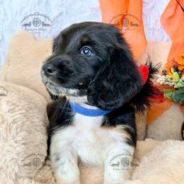 Mr. Dk. Blue-2800 - Dapple male Dachshund puppy in Sparr, Florida from From the Heart Doxies