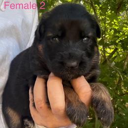 Female 2 - Black and red female German Shepherd puppy in Brooksville, Florida from Vom Hundhaus Shepherds