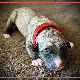 Red - Fawn female Anatolian Shepherd Dog puppy in Clark, Wyoming from Fyne Acres