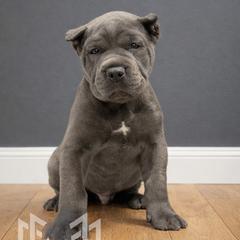 Molosser (Bully x) Puppies from Monumental Mastiffs