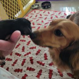 Dachshund Puppies from Russell Farms Dachshund