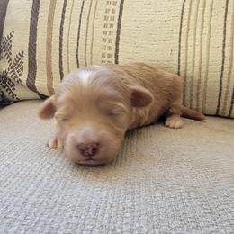 Chai - Apricot female Goldendoodle puppy in Mayville, Michigan from Guiding Light Doodles