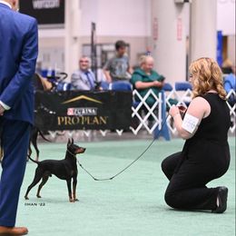 Manchester Terriers from Sunkissed Manchesters