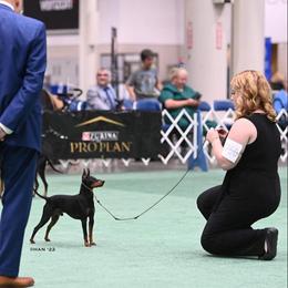 Manchester Terriers from Sunkissed Manchesters