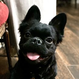 Jagger - French Bulldog