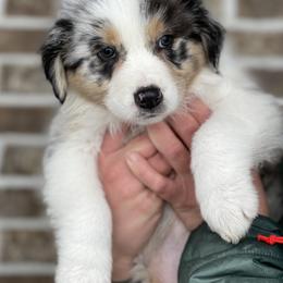 Australian Shepherd, Miniature American Shepherd, Miniature Australian Shepherd, and Toy Australian Shepherd Puppies from Painted Blue Aussies