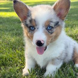 Tide - Blue merle and white male American Corgi puppy in Bloomfield, Iowa from Seven B Corgis & Doxies