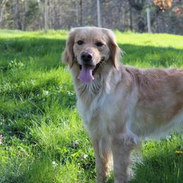Rhaenyra - Golden Retriever