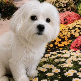 Mille - Maltese