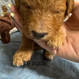 Percy - Red  male Goldendoodle puppy in Golden, Colorado from Golden Mesa Doodles