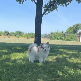 Pomsky puppies from Kylie's Pomskies
