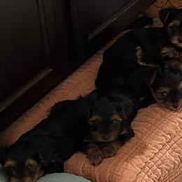 Yorkshire Terriers from Perrys pups