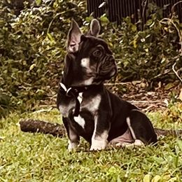 French Bulldog Puppies from Kuumaka Kanines