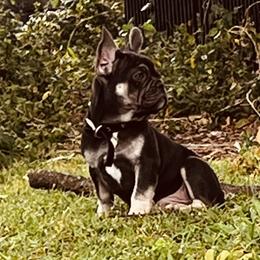 French Bulldog Puppies from Kuumaka Kanines