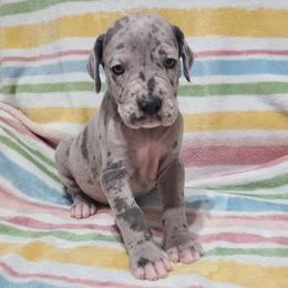 Skye Blue Merle - Merle female Great Dane puppy in Kannapolis, North Carolina from Carolina Great Danes & Toy Poodles