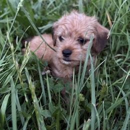 Dachshund Puppies from Doxie Darlings VA