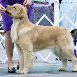 Golden Retriever All Grown Up from Golden Glory