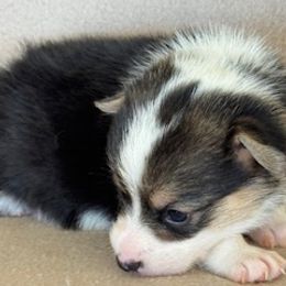 Girl 3 - Black and tan female Pembroke Welsh Corgi puppy in Huntington Beach, California from Gingerbread
