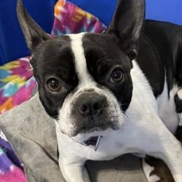 Boston Terriers and French Bulldogs from Pickarts Pups Frenchton and Boston Terrier