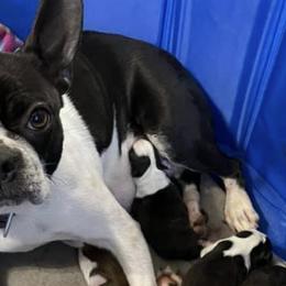 Boston Terriers and French Bulldogs from Pickarts Pups Frenchton and Boston Terrier