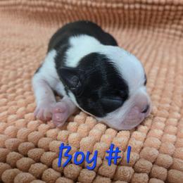 Boy 1 - Black and white male Boston Terrier puppy in Kewanee, Illinois from Grandma's Boston Terriers