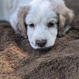 Companion Cross Puppies from Mandala Dogs