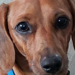 Dachshunds from Kary's Mini Doxie Kuddles