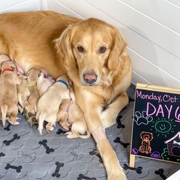 Golden Retriever Puppies from Ruff Life Goldens