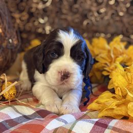 English Springer Spaniel Puppies from Cedarhaven Springers