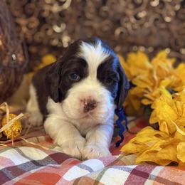 English Springer Spaniel Puppies from Cedarhaven Springers