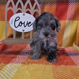 Bruce - Merle male Schnoodle puppy in Novinger, Missouri from Stormi Sky Schnoodles