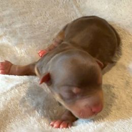 Boy 2 - Chocolate and tan male Yorkshire Terrier puppy in Los Angeles, California from 818 Yorkies