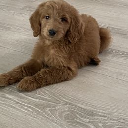 Boy 1 - Red male Assorted Doodle Crosses puppy in San Jacinto, California from Goldens and Doodles