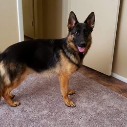 Kalla - German Shepherd