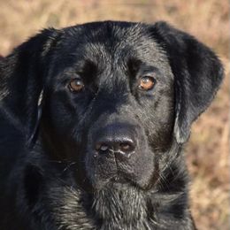 Bo - Labrador Retriever
