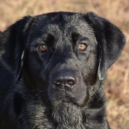 Bo - Labrador Retriever